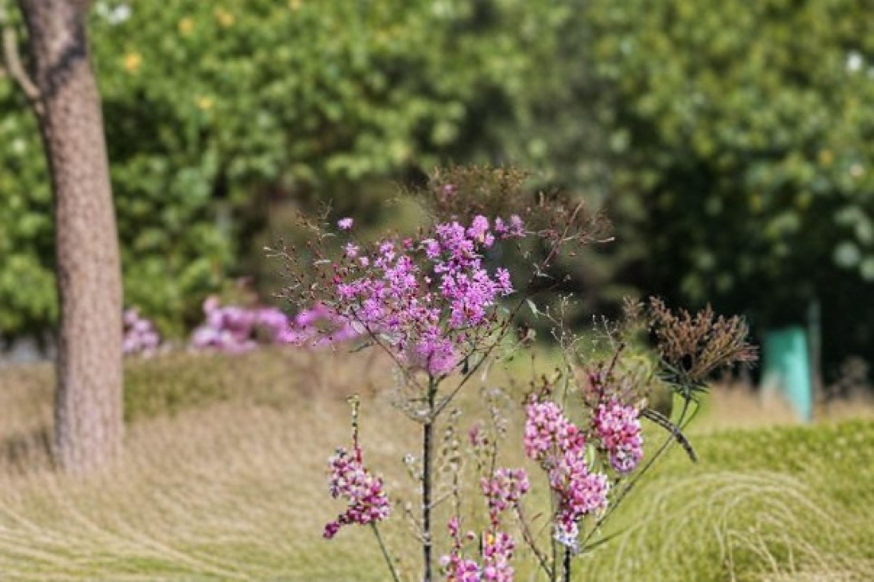 Vernonia Angustifolia Tall Ironweed Seeds – 100 Native Perennial Prairie Wildflower Seeds