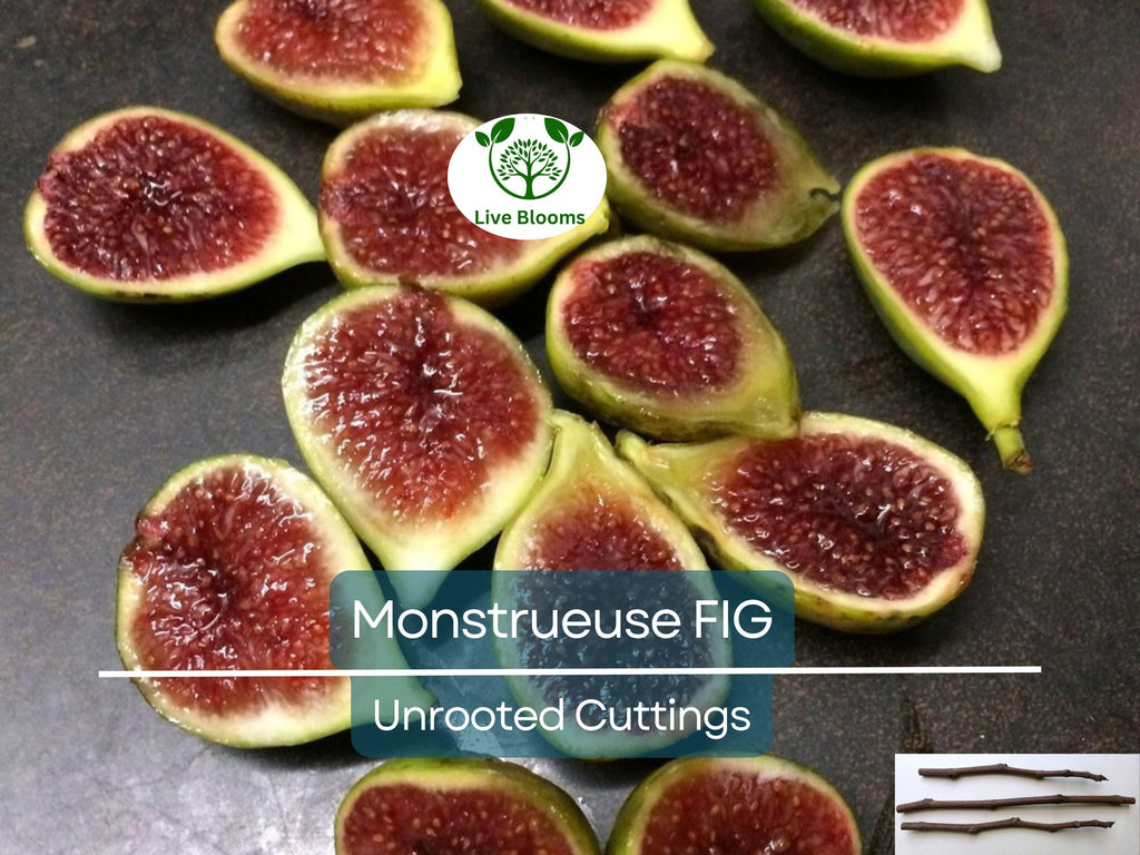 3x 'Monstrueuse' Fig Unrooted Cuttings 5-6" | Ficus carica | Large Fig Variety | Delicious Sweet Fruit, Easy Rooting for Gardeners