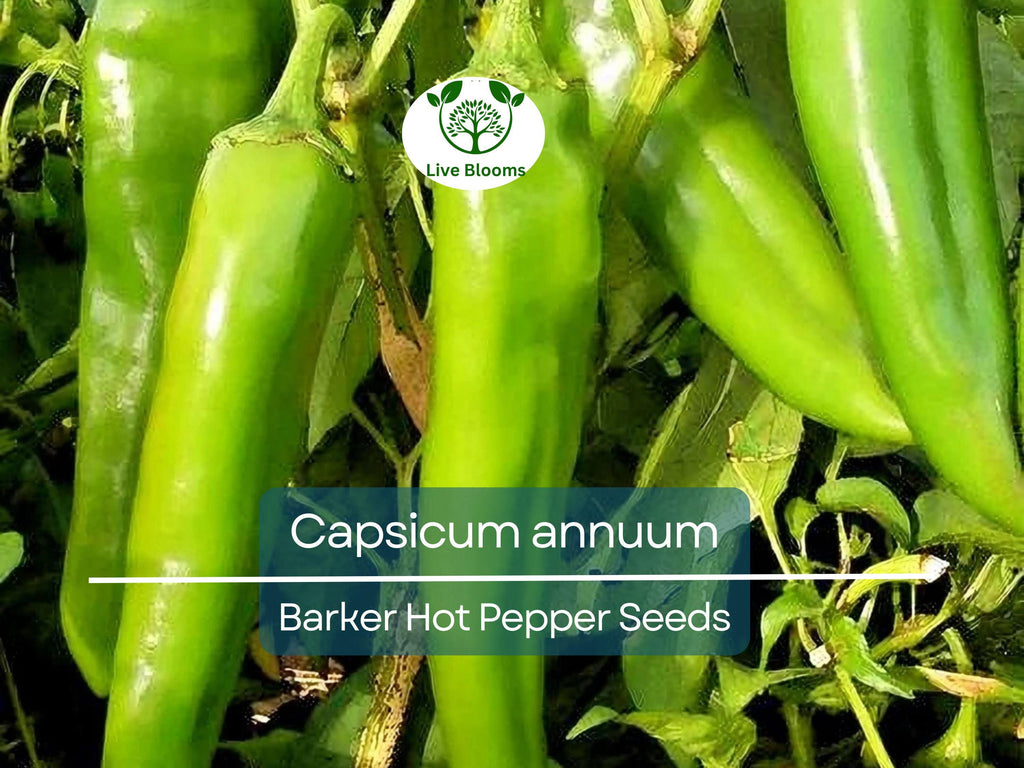 250 mg Barker Hot Pepper Seeds - Capsicum annuum | Spicy Heirloom Pepper for Planting, Perfect for Salsas, Cooking & Home Gardens
