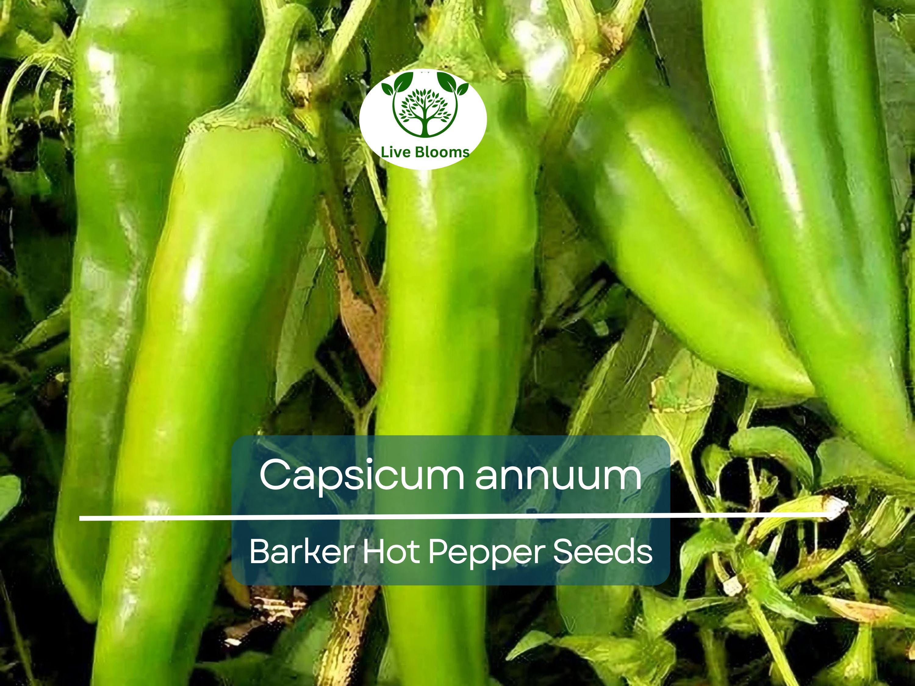 250 mg Barker Hot Pepper Seeds - Capsicum annuum | Spicy Heirloom Pepper for Planting, Perfect for Salsas, Cooking & Home Gardens