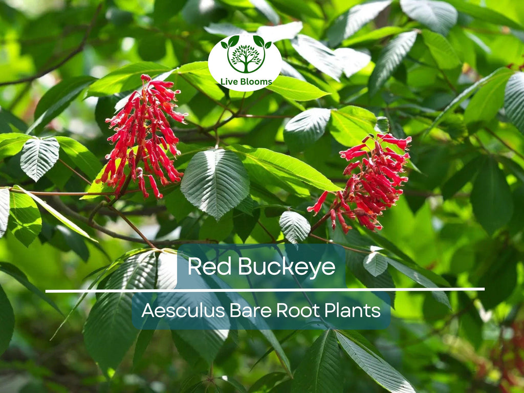 2 Red Buckeye Trees – Bare Root 6–12” Saplings – Aesculus pavia – Native Flowering Tree with Red Blooms for Pollinators