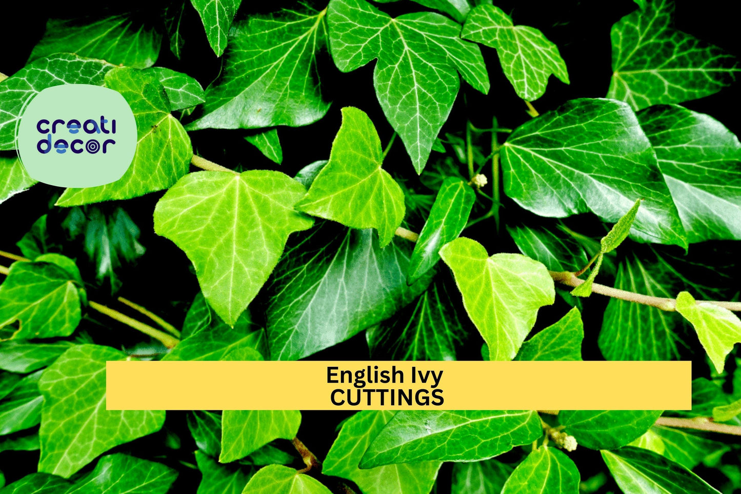 15 English Ivy Rooted Cuttings | Fast-Growing Evergreen Vine | Ready to Plant | Privacy, Ground Cover, Trellis Climber
