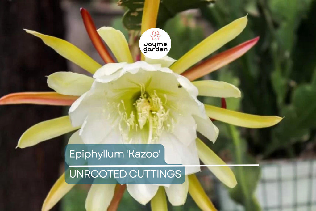 Epiphyllum 'Kazoo' Unrooted Cutting | Rare Orchid Cactus | 6-8" Fresh Cutting | Exotic Epiphyllum Hybrid | Easy to Grow