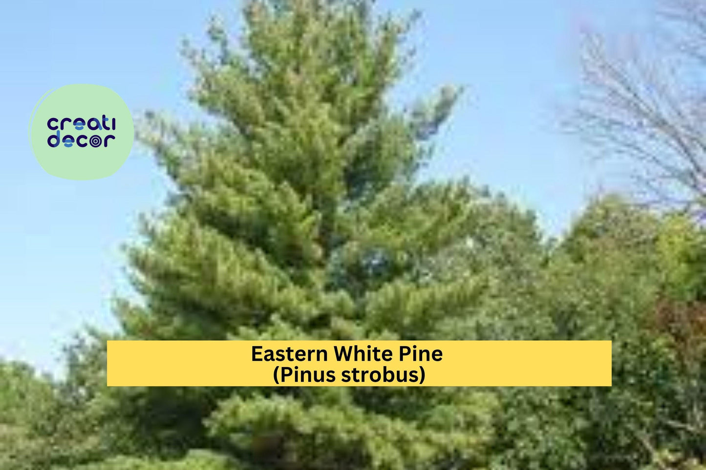 Eastern White Pine Tree Seedlings – 10 Bare Root Plants (6–16”) – Pinus strobus Hardy Evergreen from Maine