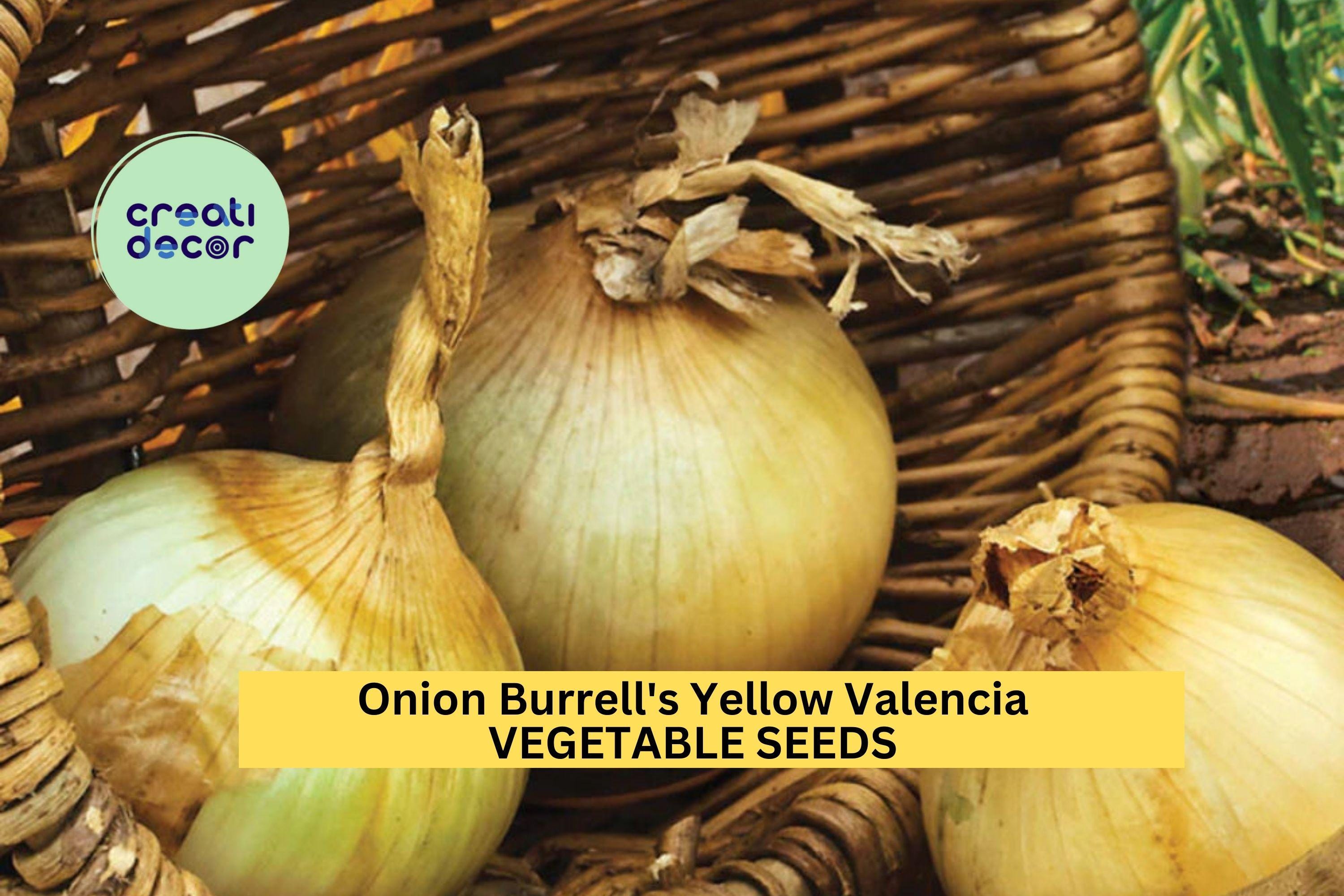 3pcs of 250mg Onion Burrell's Yellow Valencia Seeds – Sweet Heirloom Onion Seeds for Planting – Ideal for Salads & Summer Harvests