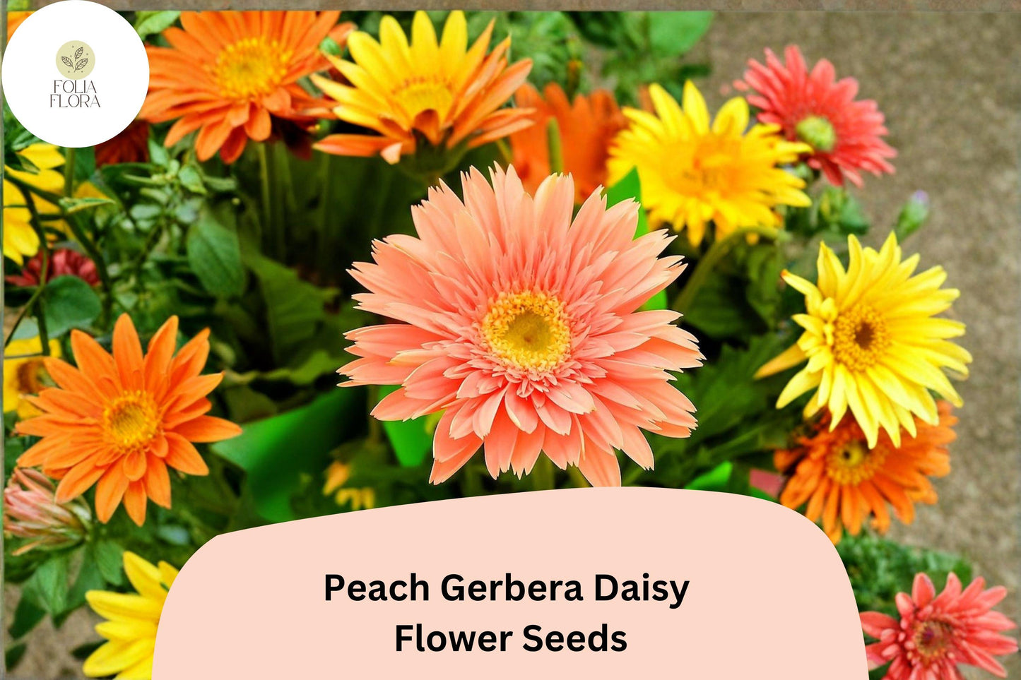 200+ Peach Gerbera Daisy Seeds | Gerbera jamesonii | Soft Peach Blooms | Easy-Grow Garden Flower