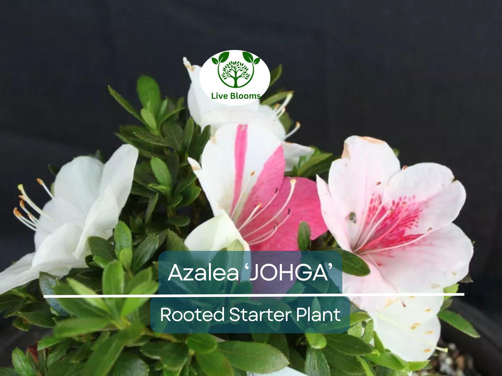 1 JOHGA Azalea Rhododendron Deciduous Rooted Starter Plant - Multi-Color Blooms, Hardy Rhododendron, Perfect for Garden Landscaping
