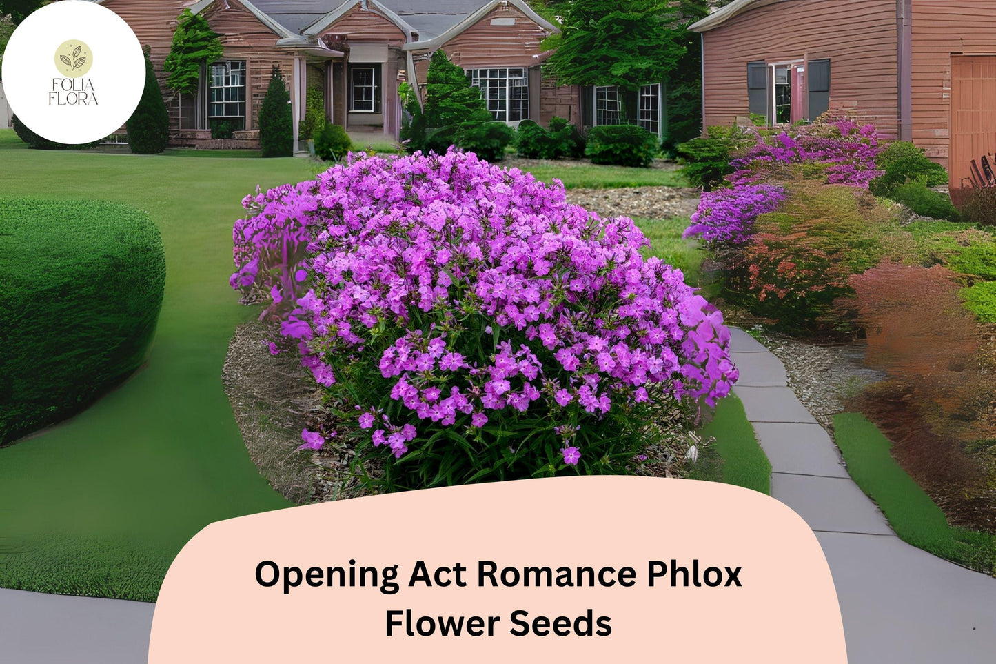 100+ Opening Act Romance Phlox Seeds – Perennial Garden Flower Seeds, Phlox paniculata Hybrid