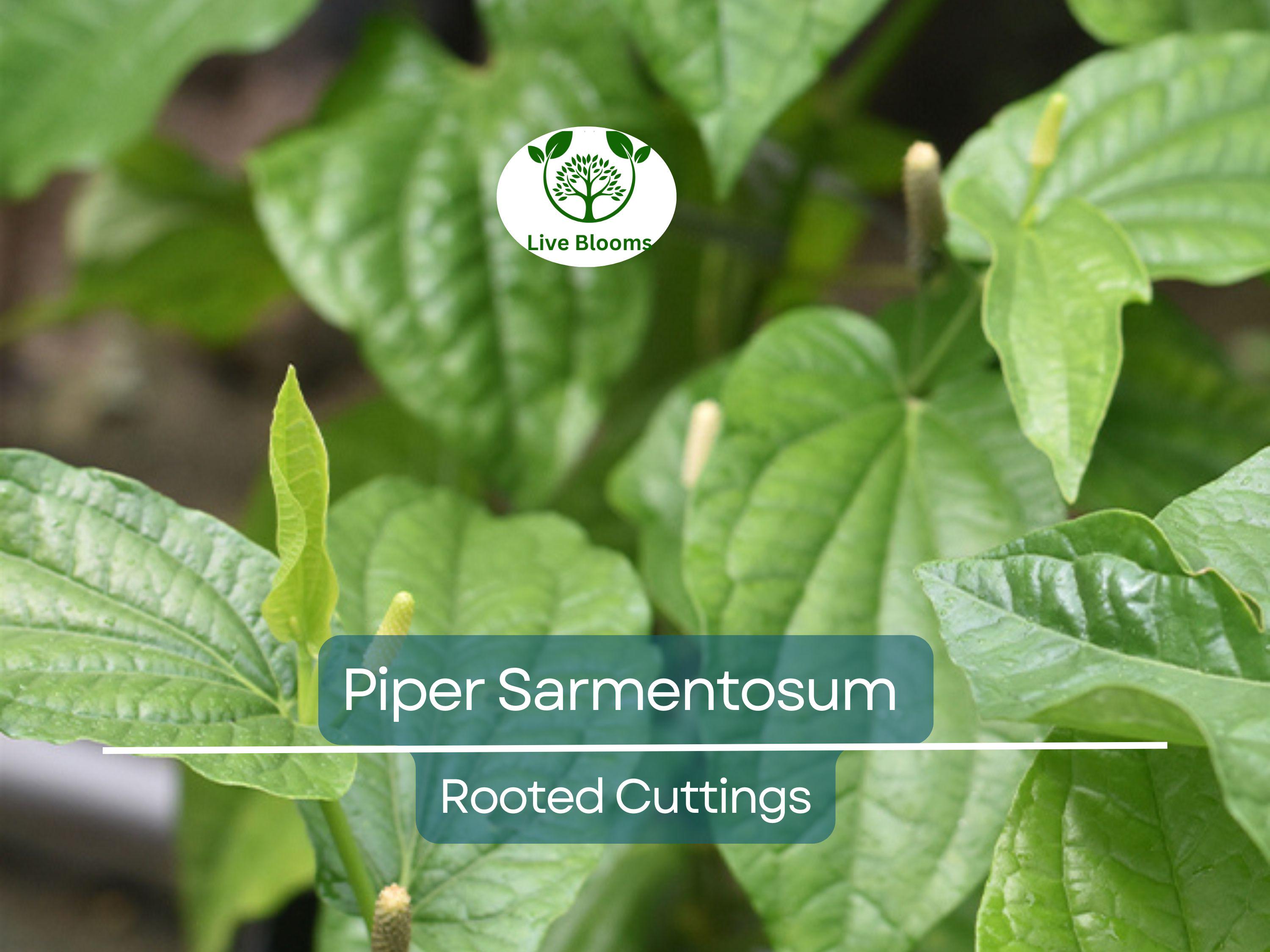 12 Piper Sarmentosum Bareroot Cuttings, Wild Betel Leaf, Thai Herb, Piper Betel, Herb Culinary Plant, Easy to Grow, Rooting Cuttings