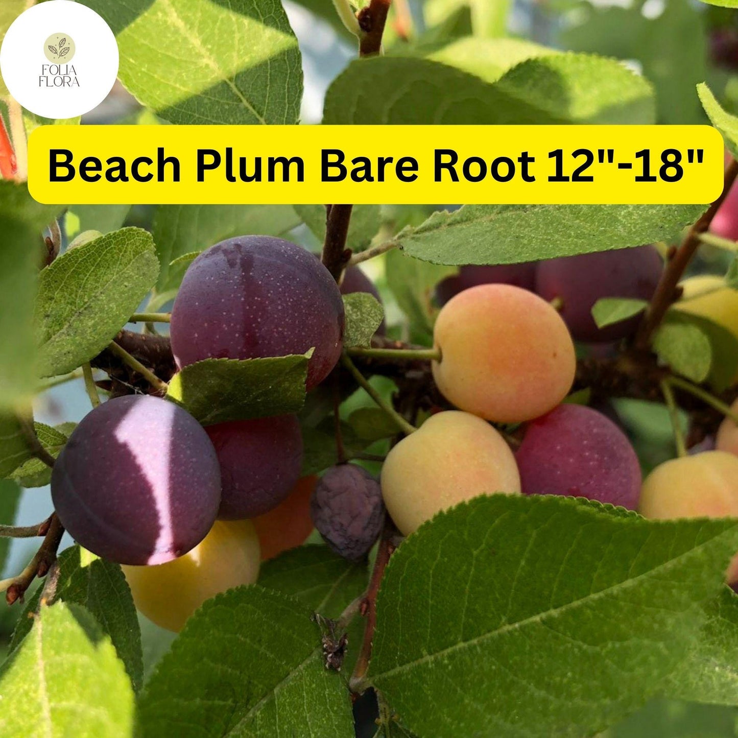 1 Prunus maritima Beach Plum - Live Bare Root Plant 12"-18" for Zones 3-9 - Edible Fruit, Hardy Shrub
