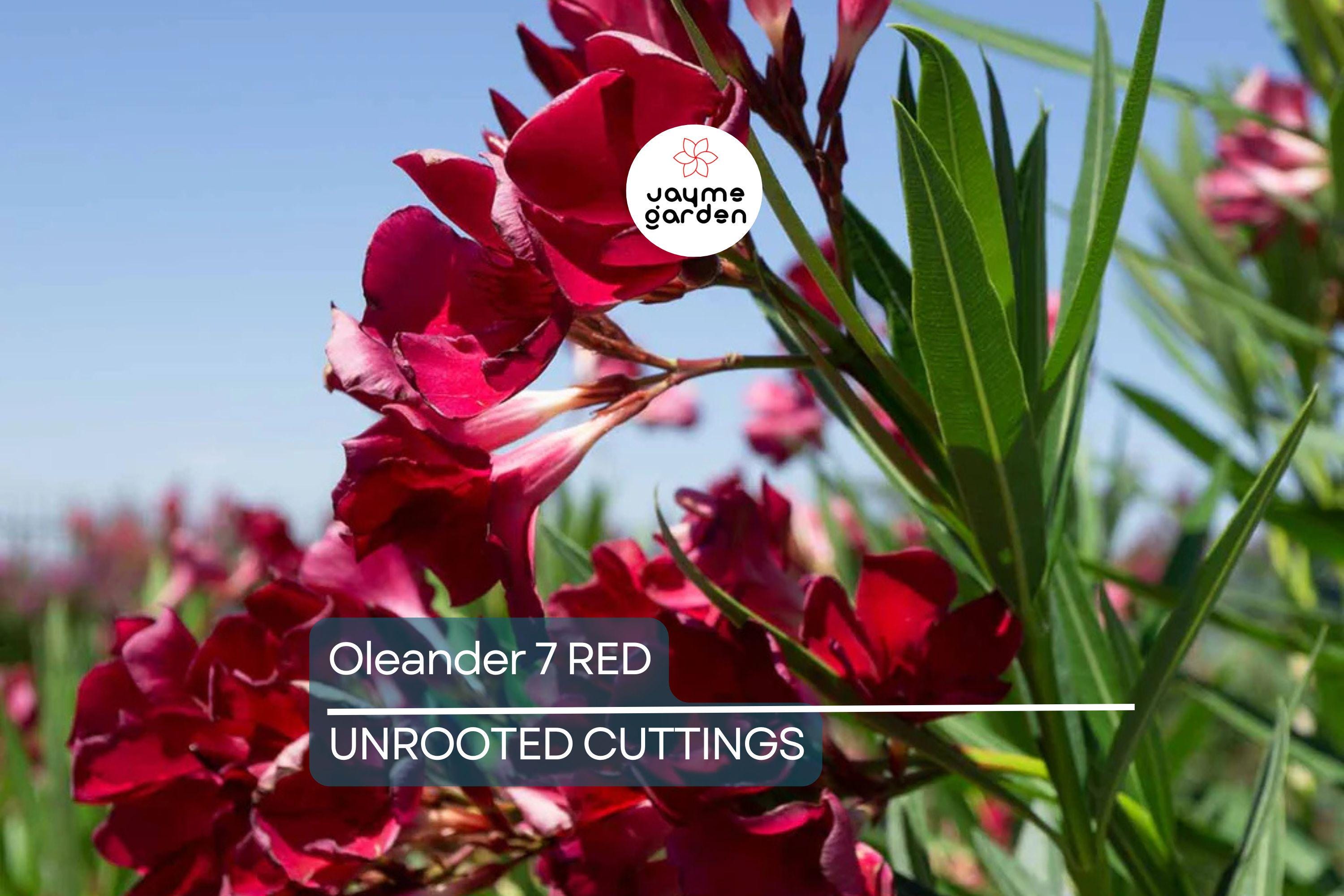 Oleander Red Live Cuttings, 7 Unrooted 6” Plants, Fast-Growing Evergreen Shrub, Vibrant Red Flowers, USDA Zones 8-10