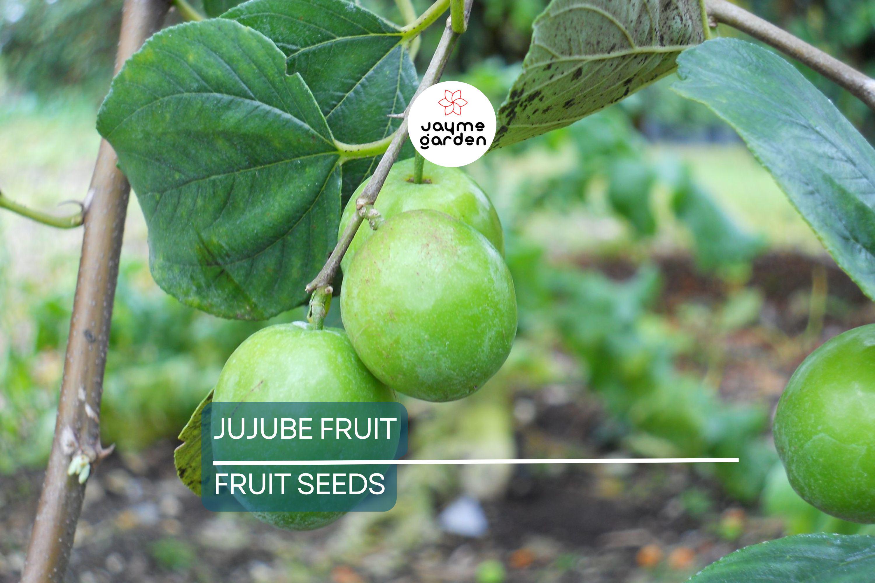 10 Jujube Fruit Tree Seeds (Ziziphus jujuba) – Red Chinese Date, Fast Hardy, 30-40ft Mature Height