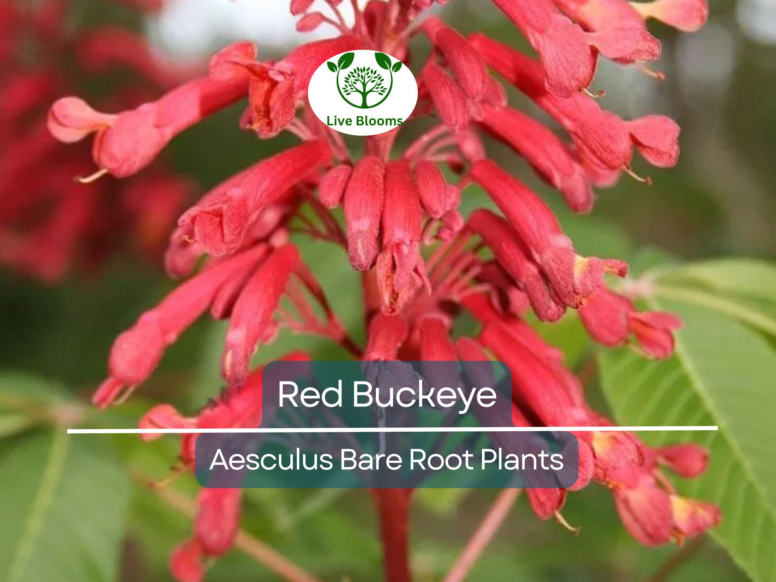 2 Red Buckeye Trees – Bare Root 6–12” Saplings – Aesculus pavia – Native Flowering Tree with Red Blooms for Pollinators