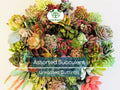 15 Assorted Varieties Succulent Unrooted Cuttings, Echeveria, Sedum, Crassula, and More, Perfect for DIY Terrariums & Indoor Gardens