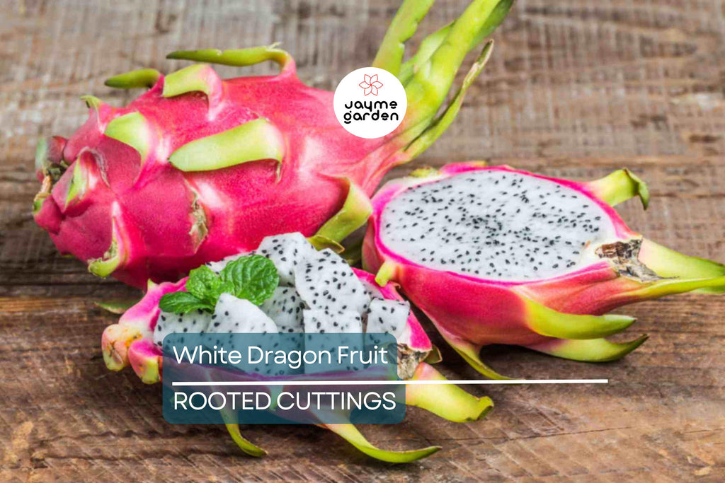 5pcs Rooted White Dragon Fruit Cuttings – Live Plant, Ready to Plant