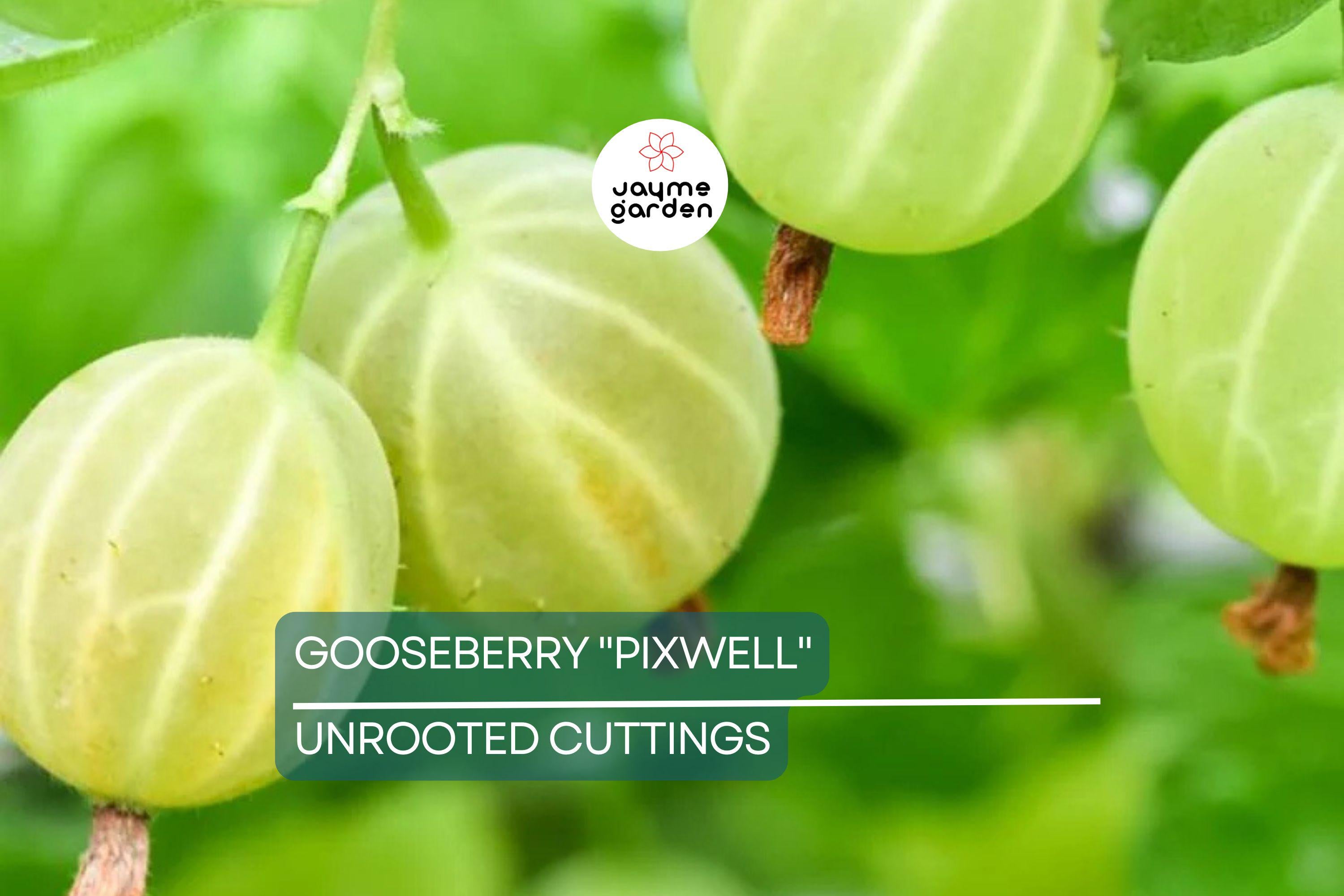 Gooseberry "Pixwell" - 6 Organic Hardwood Cuttings (Scion Wood) 6-9" - Easy Care, Tart Pink Berries, Ideal for Edible Landscaping