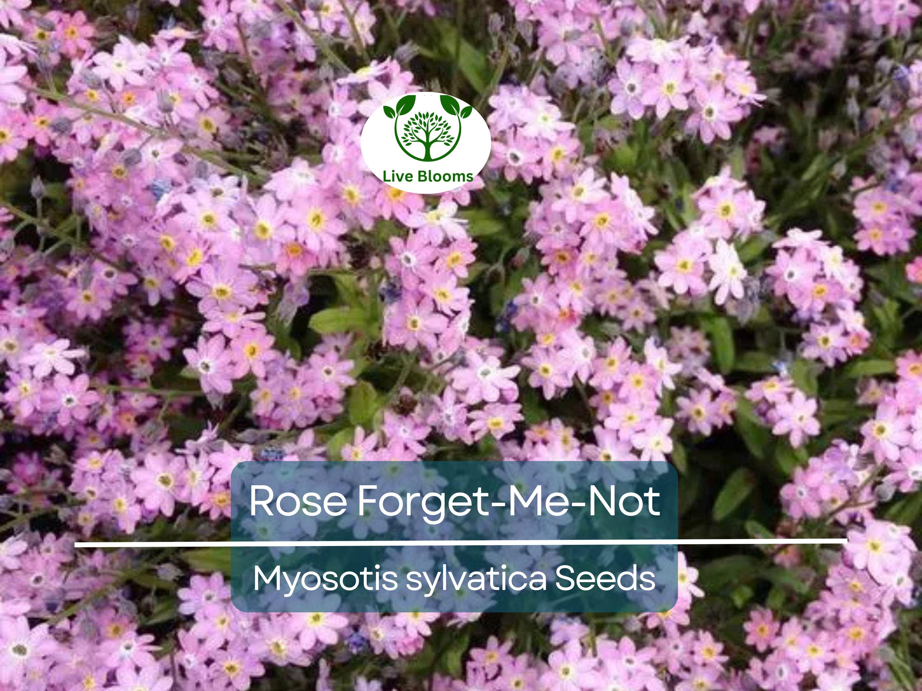 200 Seeds Rose Forget-Me-Not Myosotis Perennial Flowers Ground Cover Border Non-GMO, Easy to Grow, Beautiful Blooms, Garden Plant