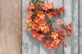 Tangerine Beauty Crossvine 1 Plant (Bignonia capreolata) Rooted Starter Vine