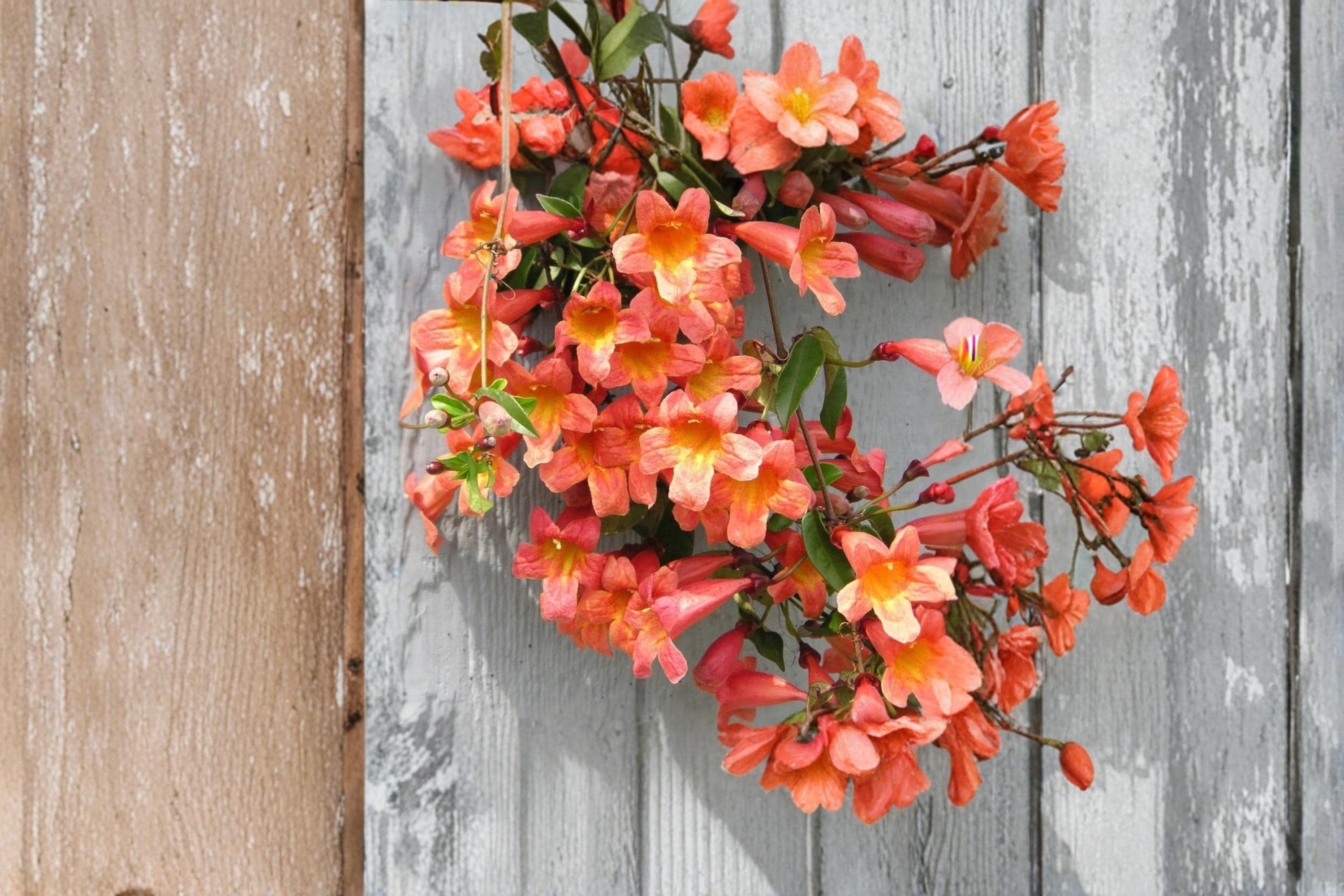 Tangerine Beauty Crossvine 1 Plant (Bignonia capreolata) Rooted Starter Vine