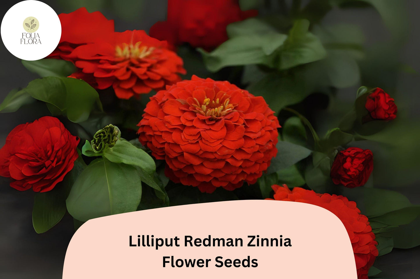 100+ Lilliput Redman Zinnia Seeds | Compact Heirloom Annual Garden Flowers | Easy to Grow Pollinator-Friendly Blooms