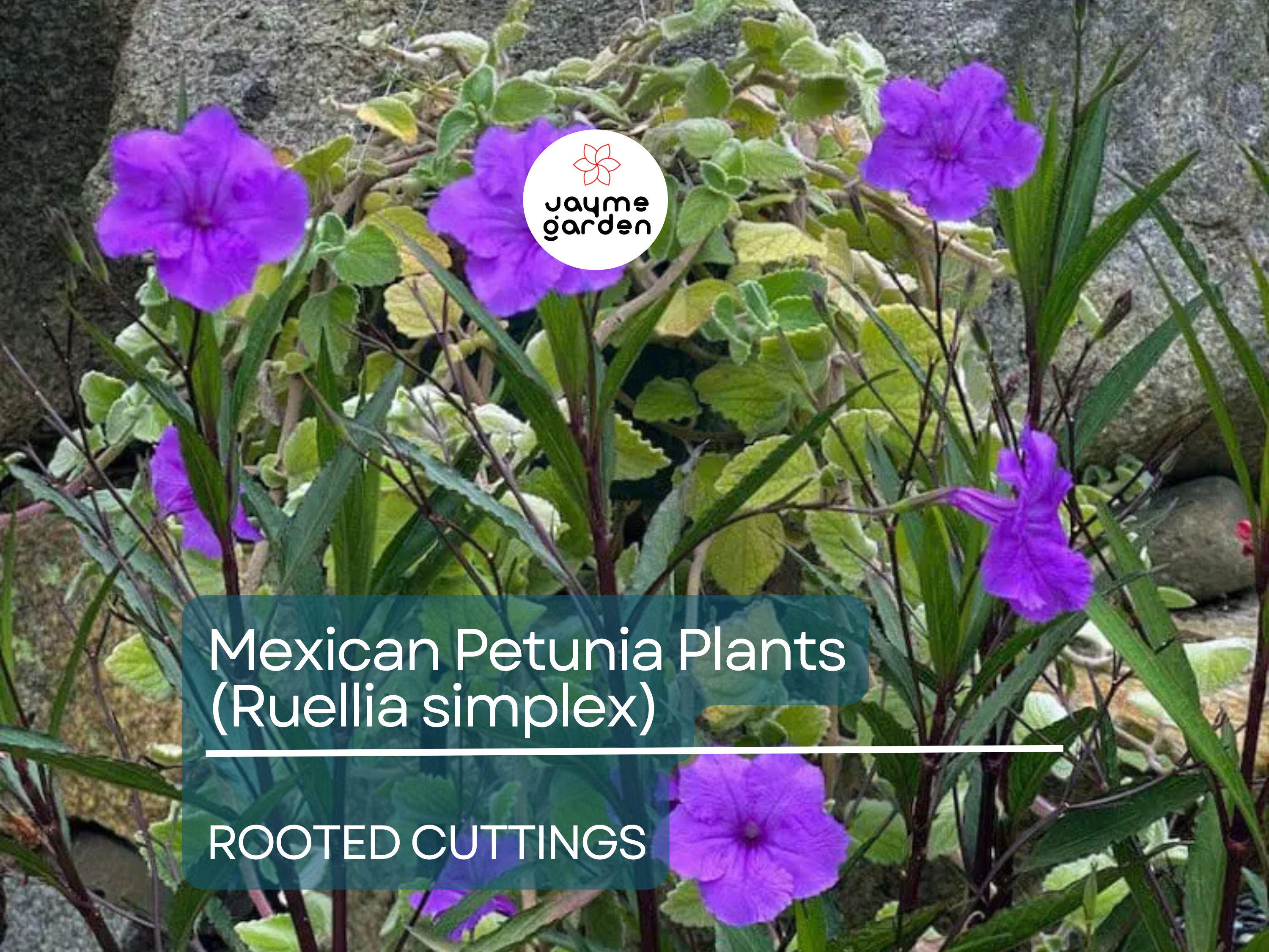 5 Rooted Cuttings Purple Mexican Petunia (Ruellia simplex) - Hardy Perennial Flowers for Garden Borders, Ground Cover & Landscaping