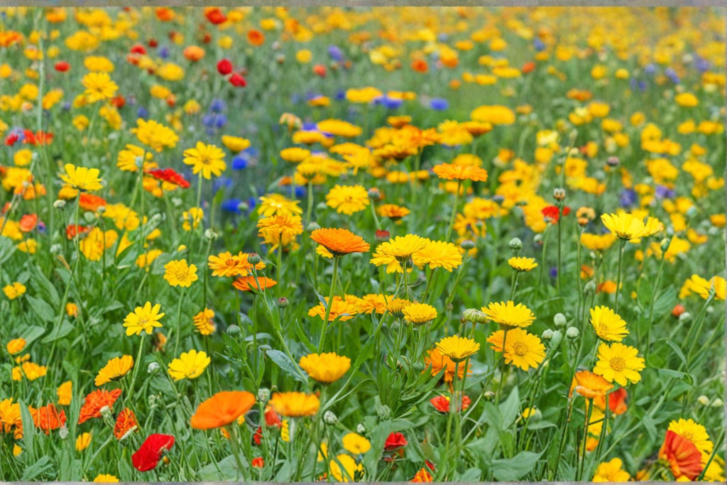 Calendula – Calendula officinalis 100 Seeds | Pacific Beauty Yellow Dark | Hardy Annual | Pollinator-Friendly Pot Marigold