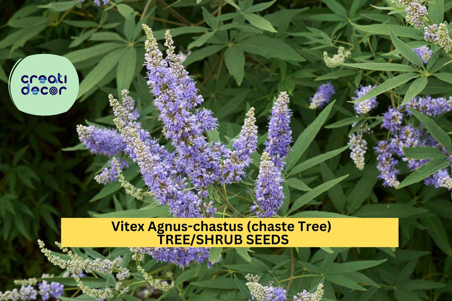 3pcs of 10seeds Vitex agnus-castus – Chaste Tree Seeds for Pollinator Gardens, Ornamental Shrubs, or Drought Landscapes Seeds for Planting