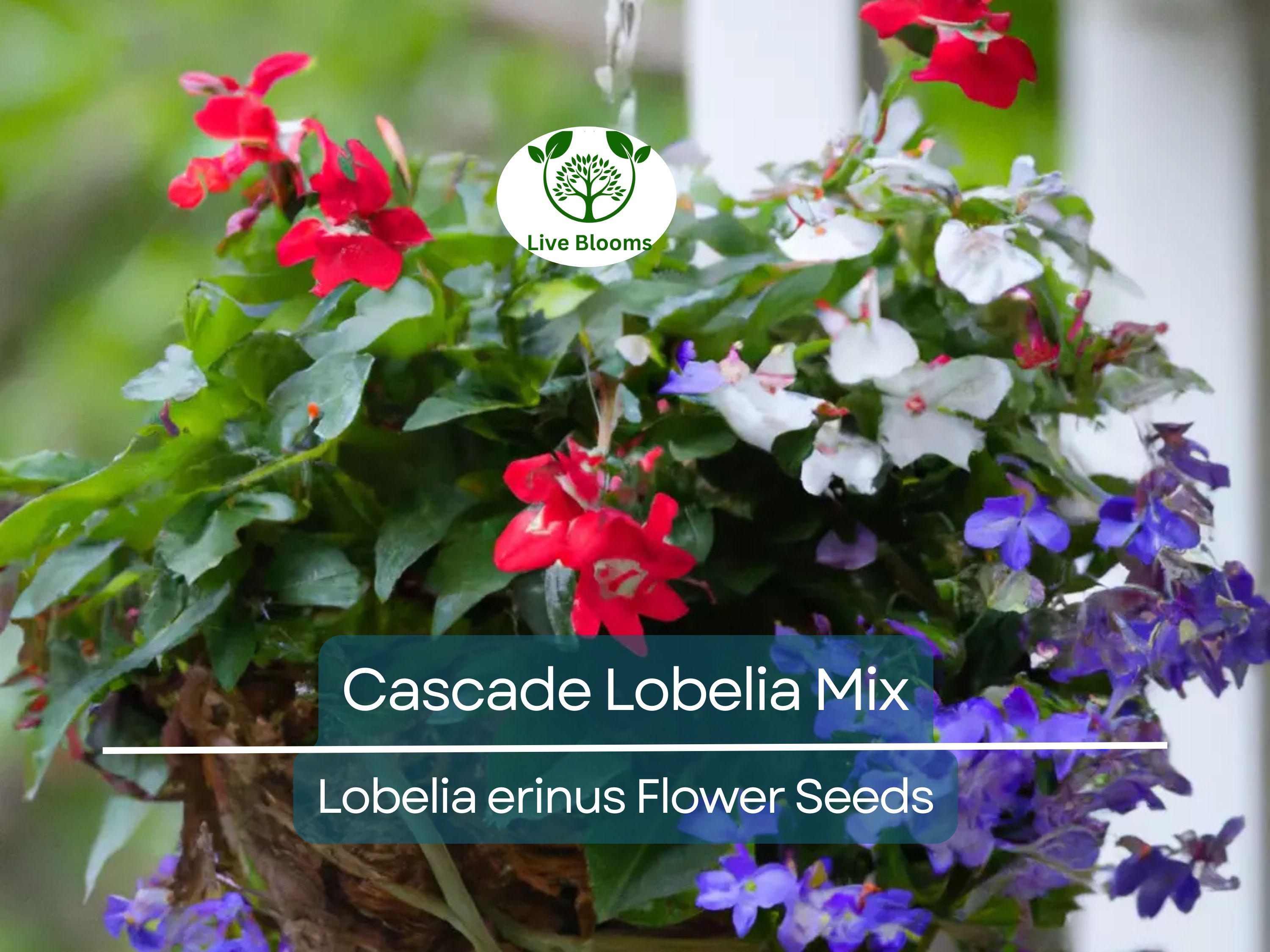 100 Cascade Lobelia Seed Mix, Colorful Trailing Perennial Flowers (Lobelia erinus), Hanging Baskets, Garden, Low-Maintenance, Summer Blooms