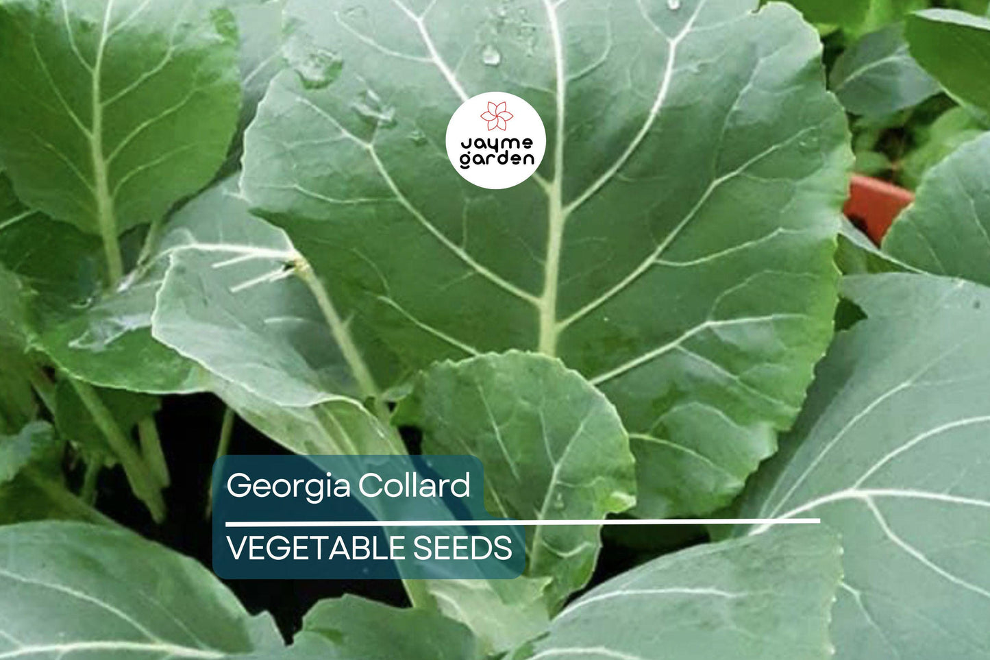 2,000 Georgia Collard Seeds – Heirloom, Non-GMO, Cold & Heat Tolerant, Free Shipping