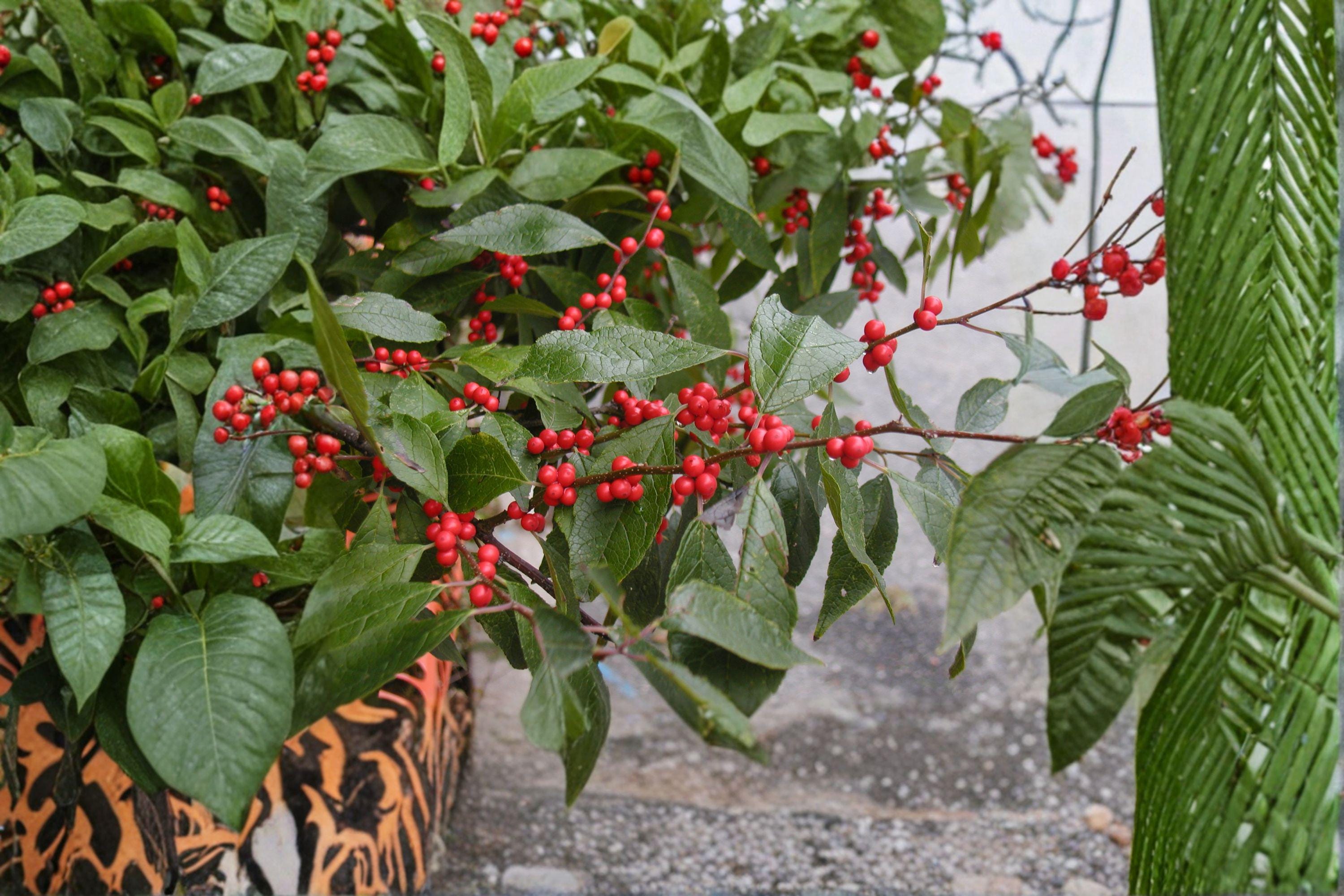 Winterberry Holly Seeds – Ilex verticillata, Native Shrub (25 Seeds)