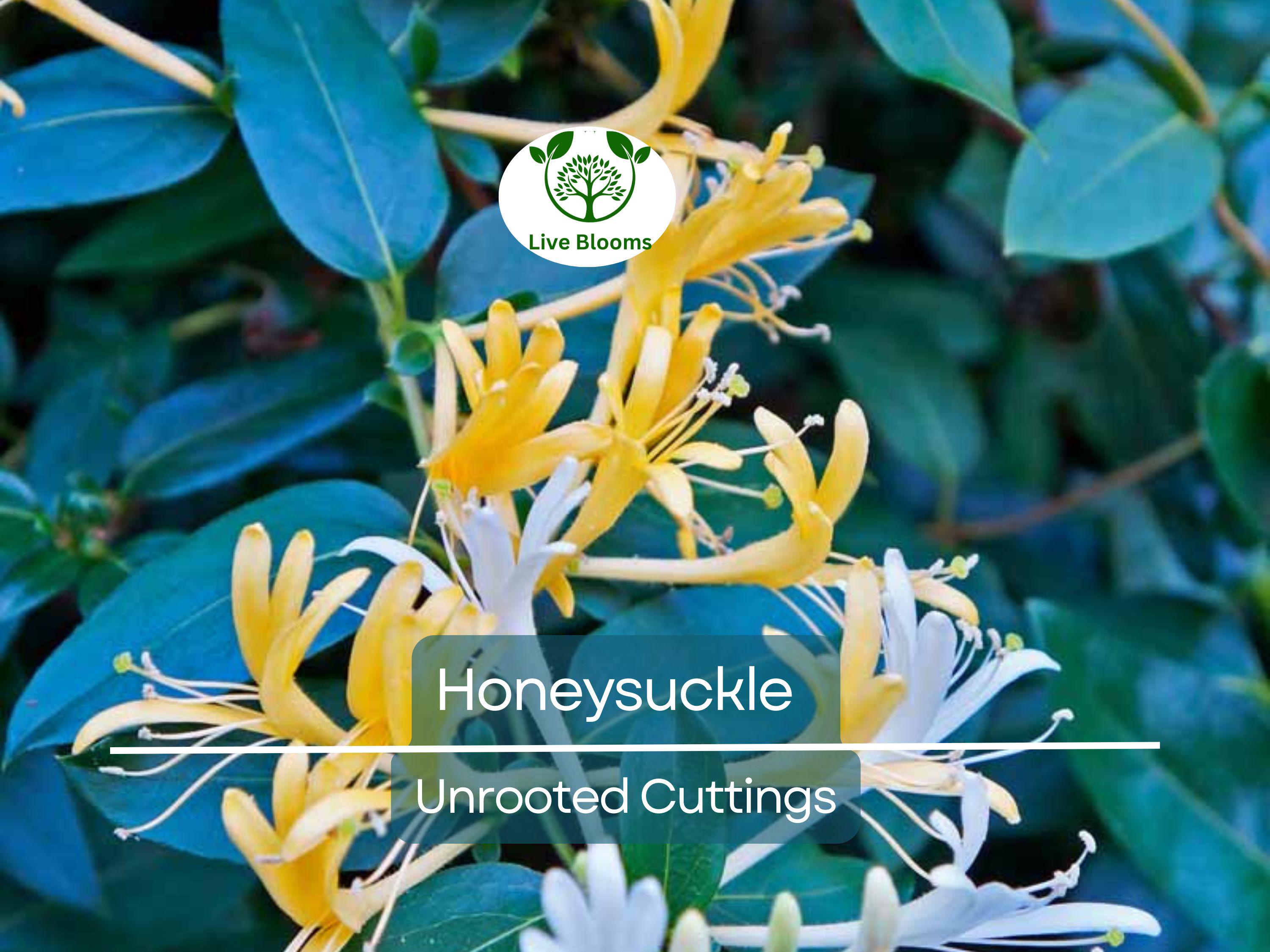 6 Honeysuckle Plant Unrooted Cuttings - 6-8" Long - Lonicera, Sweet-Scented Flowering Vine, Easy to Grow, Fast-Growing Shrub