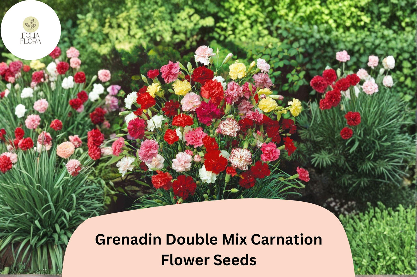 200+ Grenadin Double Mix Carnation Seeds: Fragrant Double Blooms, Colorful Garden Dianthus
