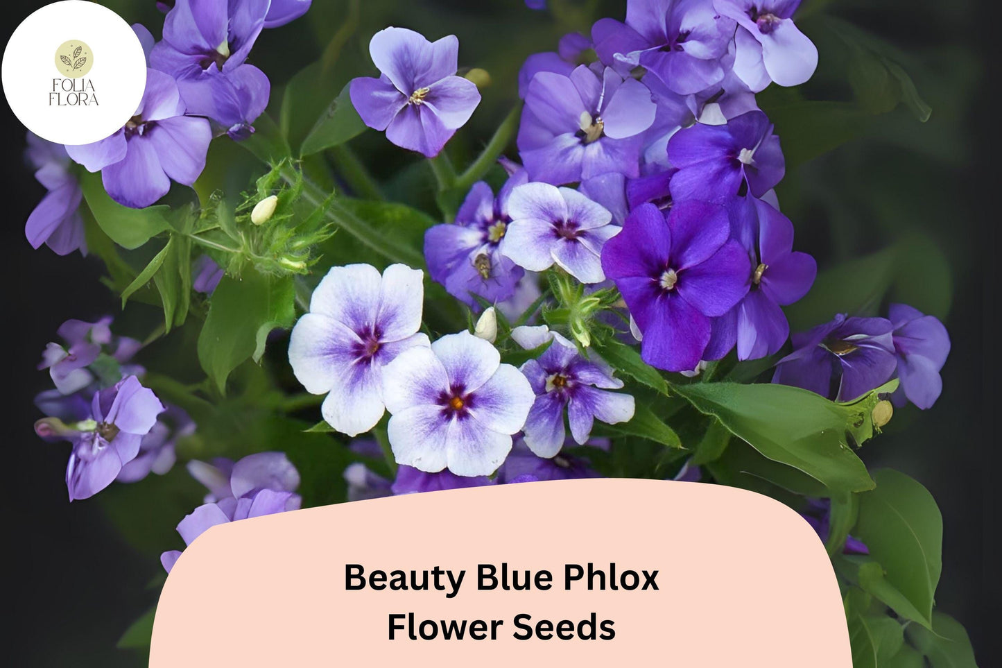100+ Beauty Blue Phlox Seeds – Perennial Garden Flowers, Phlox paniculata