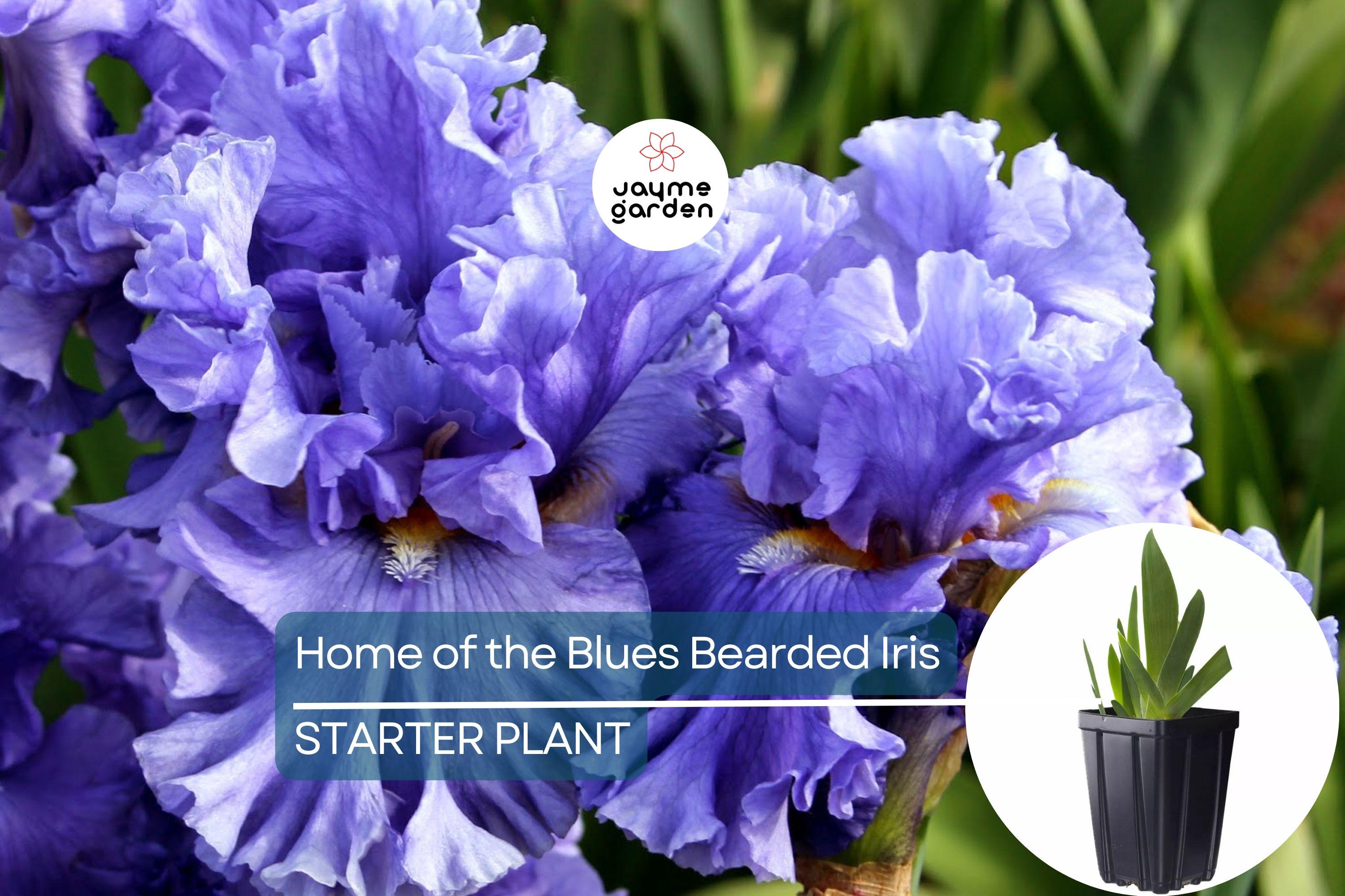 Home of the Blues Bearded Iris – Quart Pot | Fragrant Blue Flowers | Hardy Perennial | Zones 3-10