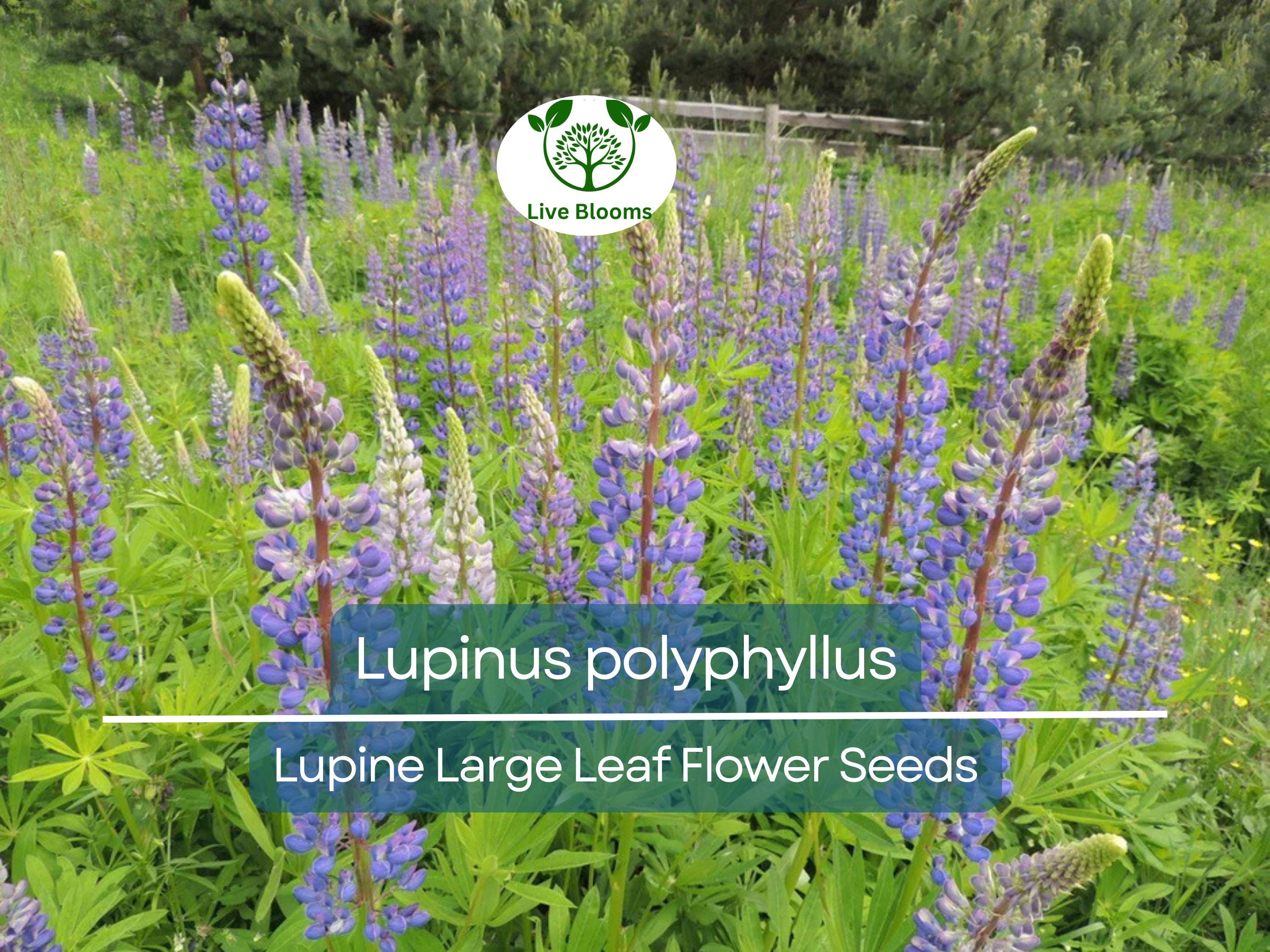 20 Seeds Lupine Large Leaf for Planting – Lupinus polyphyllus, Perennial Flower, Beautiful Garden Plant, Blue & Purple Blooms, Easy to Grow