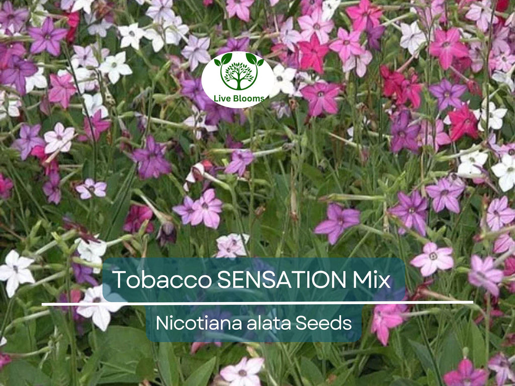 500 Seeds Tobacco SENSATION Mix (Nicotiana alata) Jasmine Fragrant Flowers Non-GMO, Aromatic Tobacco, Perfect for Gardens