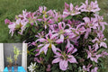 Koromo Shikibu Azalea 1 Plant (Rhododendron) Deciduous Starter Azalea