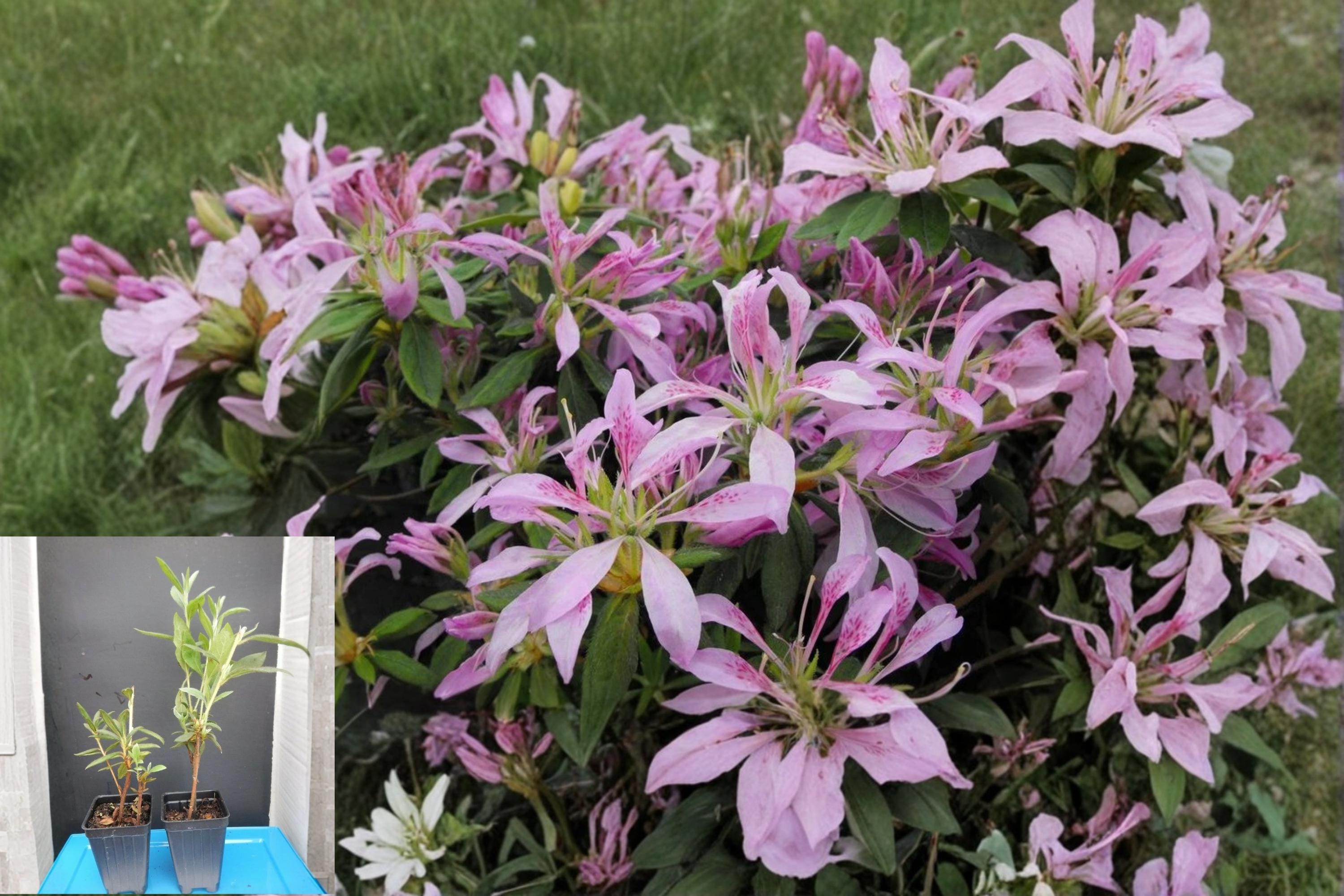 Koromo Shikibu Azalea 1 Plant (Rhododendron) Deciduous Starter Azalea