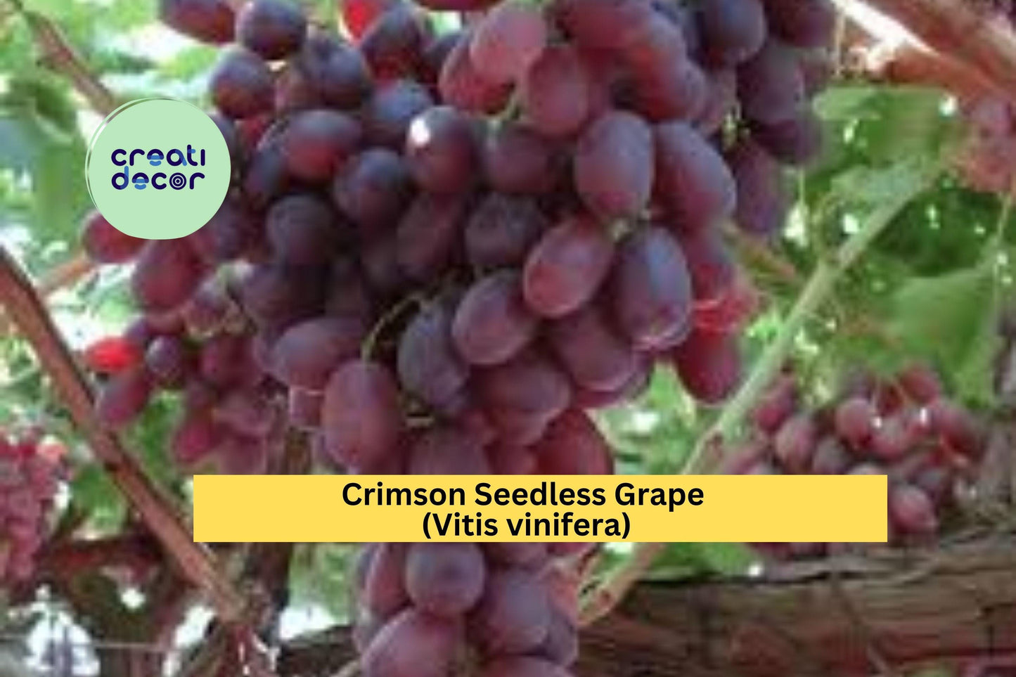Crimson Seedless Grape Vine | 4 Large Cuttings | Red Table Grape Variety for Rooting and Home Vineyard Growing