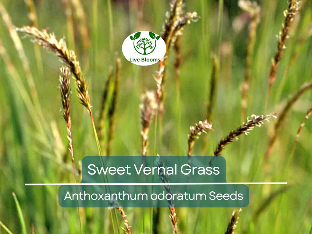 300 Sweet Vernal Grass Seeds – Vanilla Herb (Anthoxanthum odoratum), Fragrant, Perennial Herb, Easy to Grow, Aromatic Lawn or Garden Plant