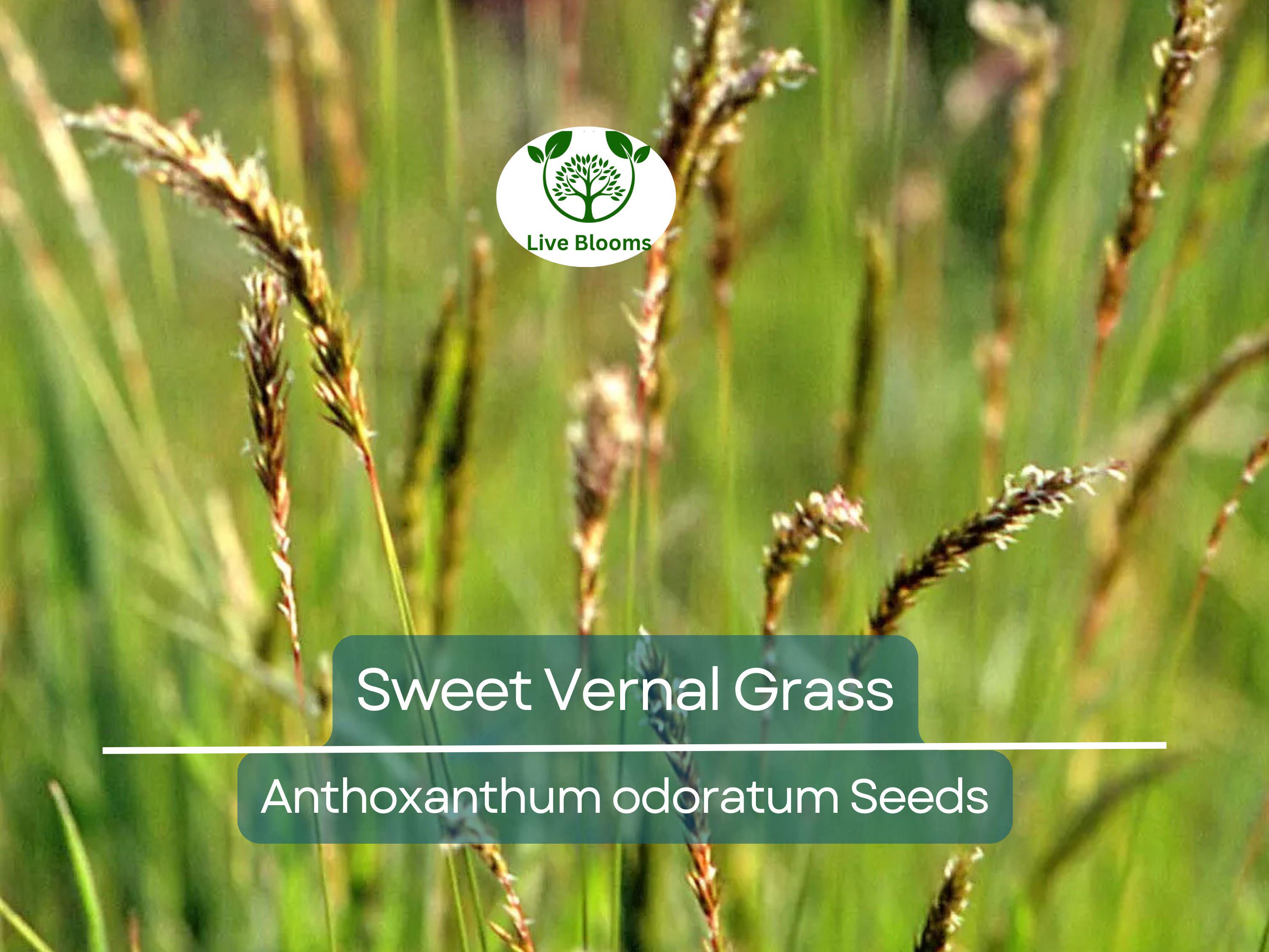 300 Sweet Vernal Grass Seeds – Vanilla Herb (Anthoxanthum odoratum), Fragrant, Perennial Herb, Easy to Grow, Aromatic Lawn or Garden Plant