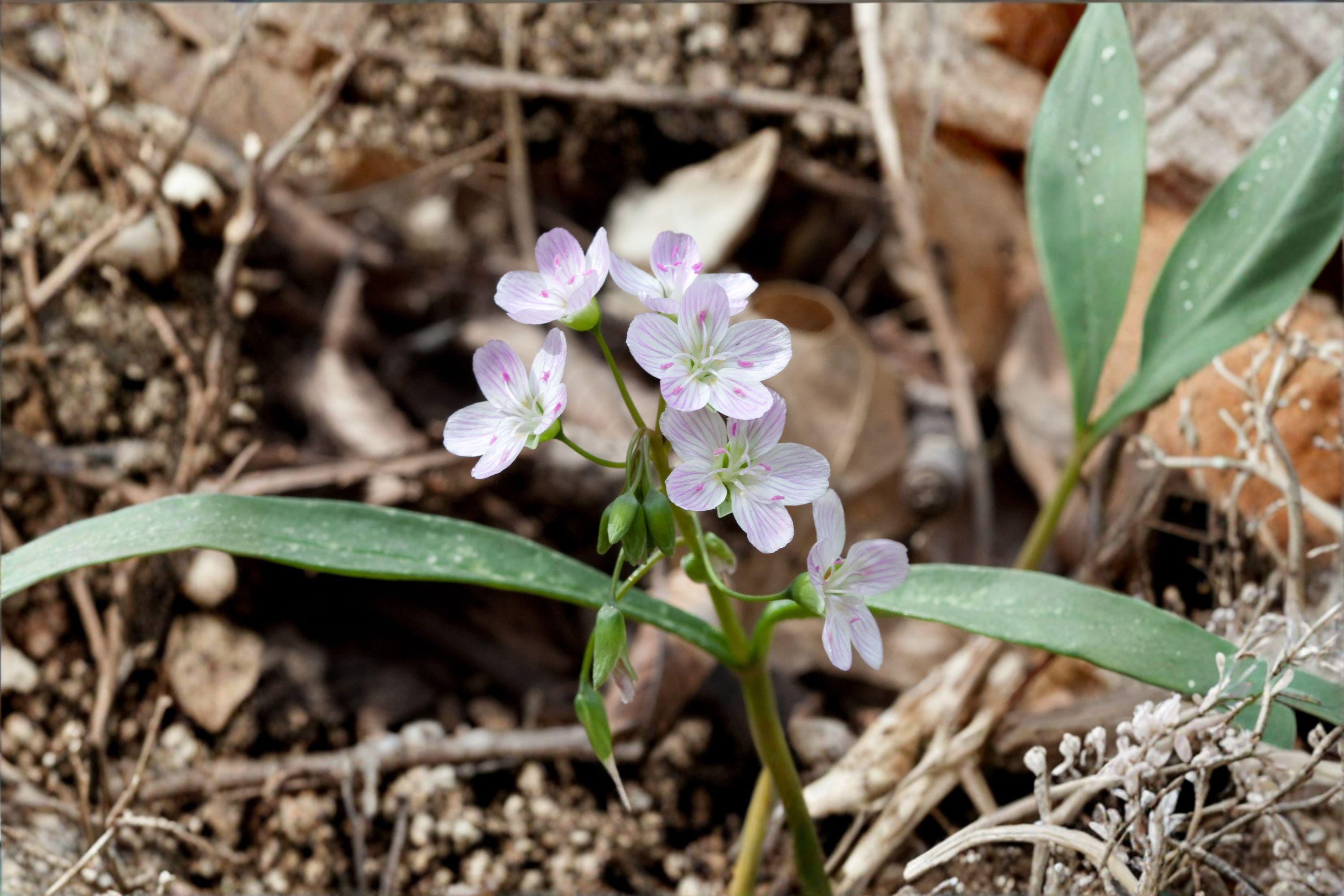Claytonia virginica – Spring Beauty Wildflower Seeds | 10 Seeds | Native Woodland Flower | Early Blooms