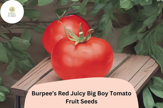 50+ Big Boy Tomato Seeds | Burpee’s Juicy Red Heirloom Variety | Large Sweet Tomatoes for Home Vegetable Garden Planting