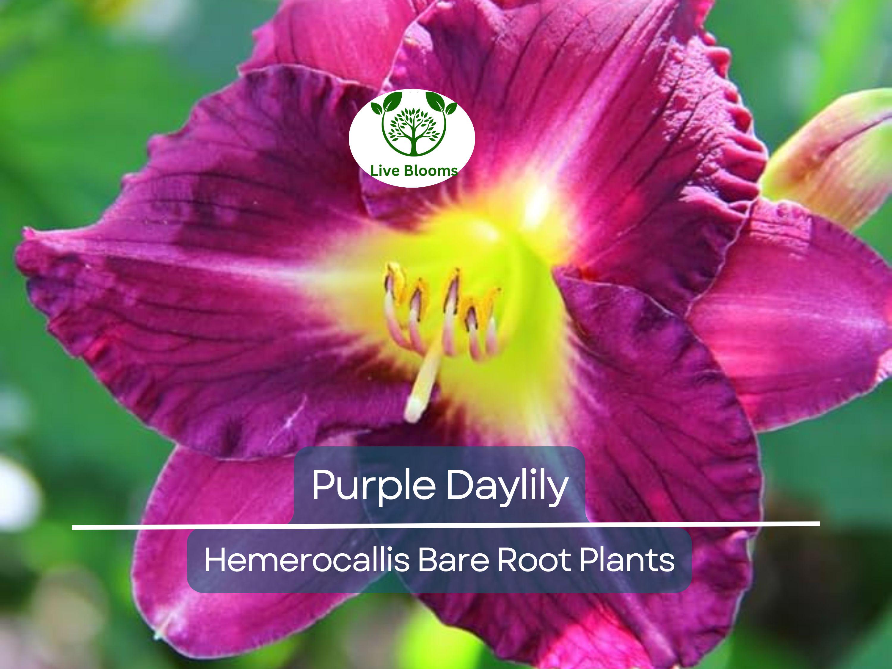 2 Purple Daylily Bare Root Fans – Perennial Hemerocallis Plants, Easy-Care, Summer Blooming Flowers, Vibrant Garden Color