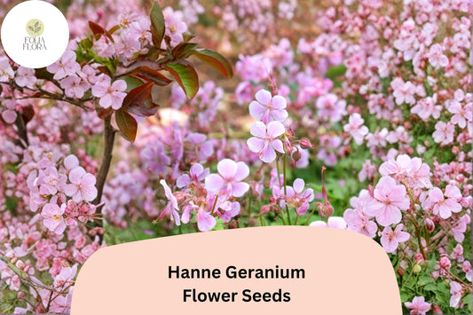 25+ Hanne Geranium Seeds | Pink Zonal Pelargonium | Bright Garden Flower Seeds