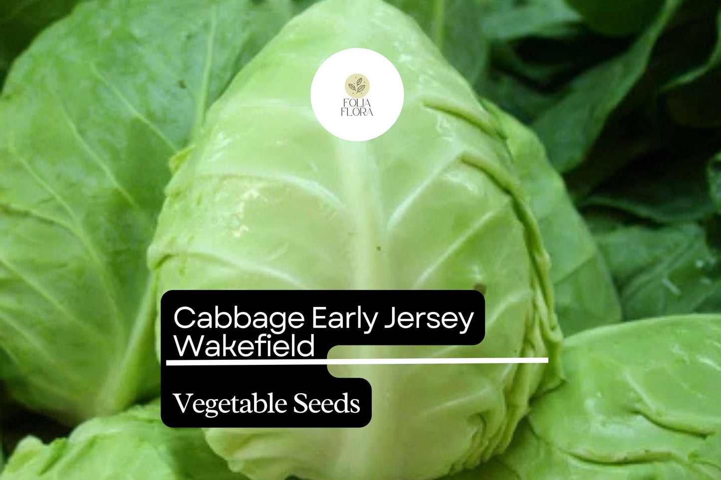 500+ Jersey Wakefield Cabbage Seeds | Brassica oleracea | Heirloom Early Pointed-Head Cabbage for Garden Planting