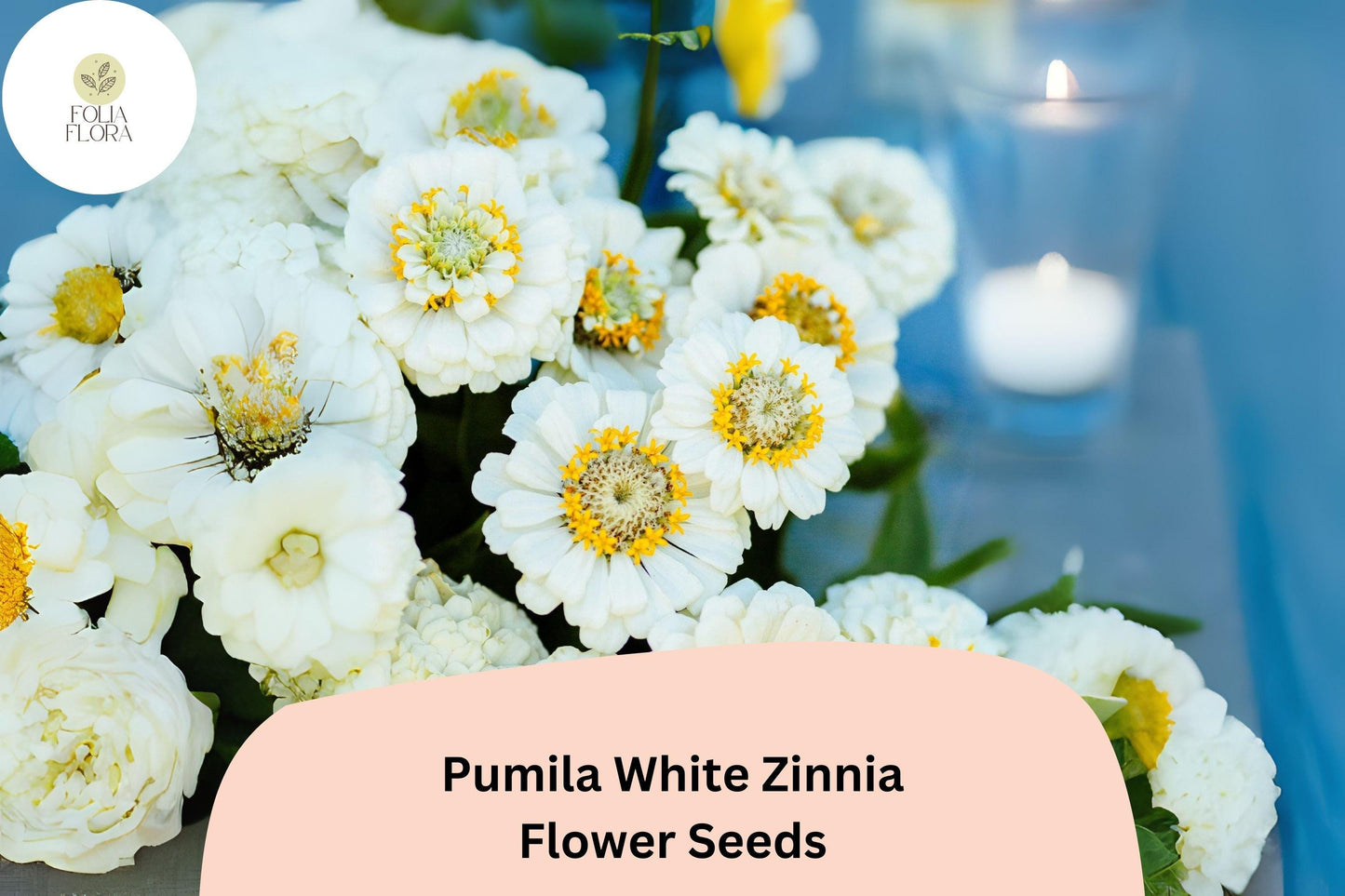 100+ Pumila White Zinnia Seeds – Elegant Pure White Garden Flowers, Easy to Grow Annuals