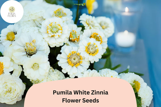 100+ Pumila White Zinnia Seeds – Elegant Pure White Garden Flowers, Easy to Grow Annuals