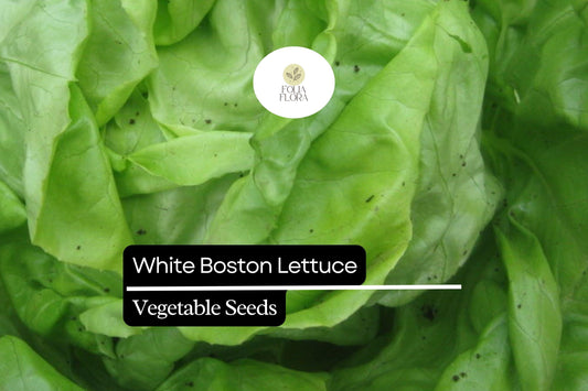 500 Seeds White Boston Lettuce (Lactuca sativa) – Crisp Butterhead Variety with Tender, Mild-Flavored Leaves
