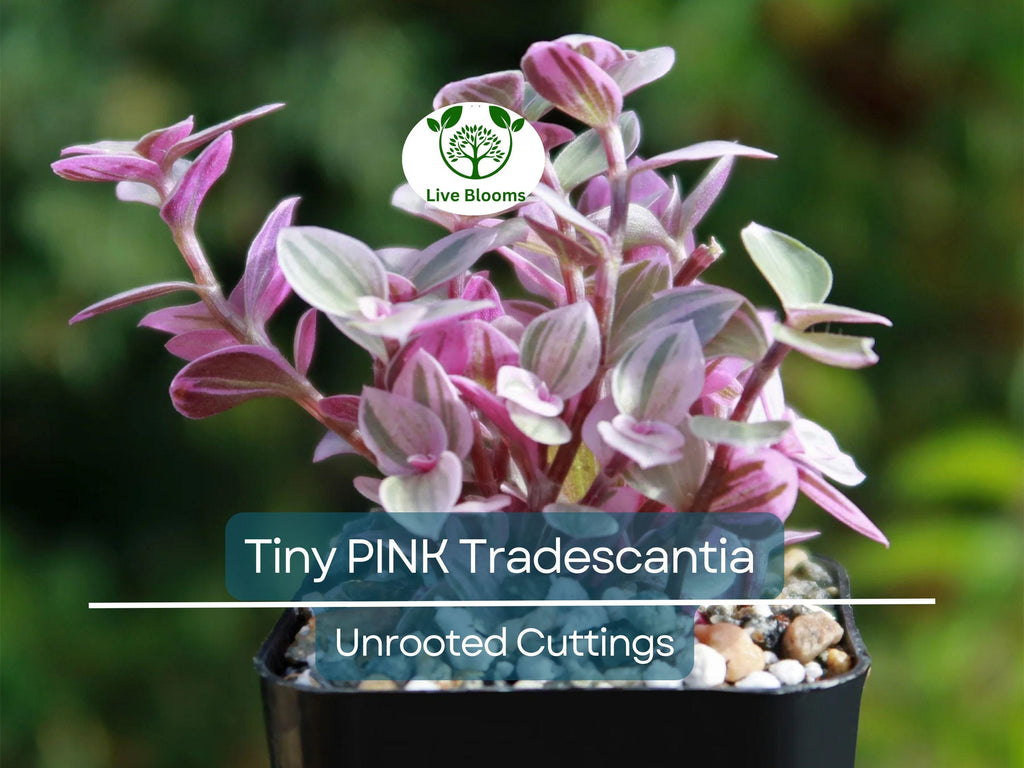 15 Tiny Pretty Pink Tradescantia Unrooted Cuttings | Spiderwort, Tradescantia pallida, Easy to Root, Decorative Pink Indoor Plant